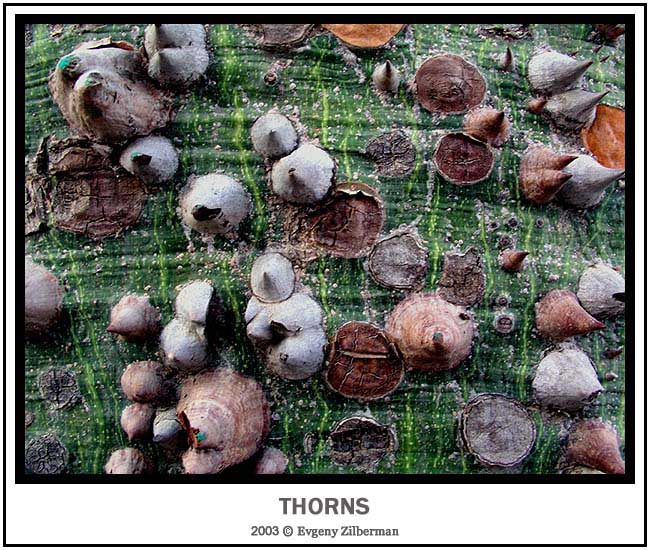 фото "Thorns" метки: макро и крупный план, природа, цветы