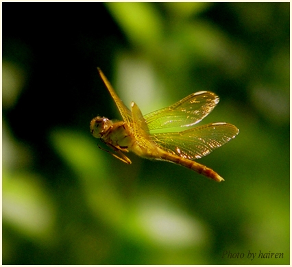 photo "Flying dragenfly" tags: nature, insect
