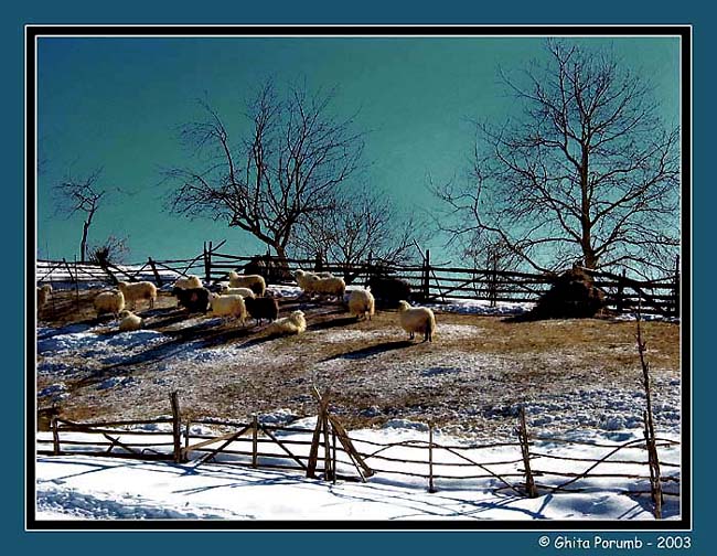 фото "Iarna la stina" метки: природа, домашние животные