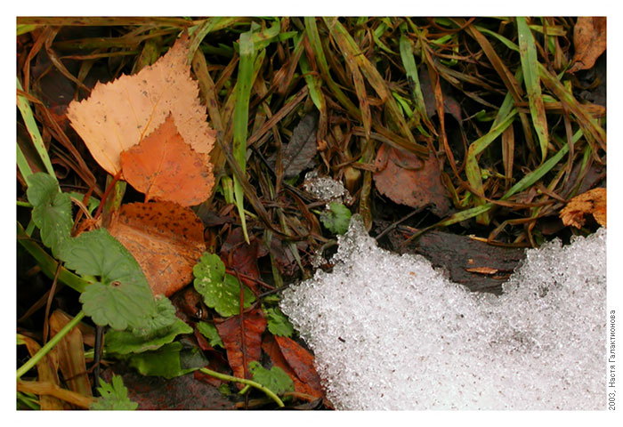 photo "Before winter" tags: genre, macro and close-up, 