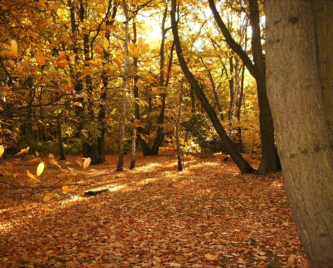 фото "Early light Autumn" метки: пейзаж, осень