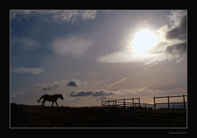 photo "OK I go for home" tags: nature, landscape, clouds, wild animals