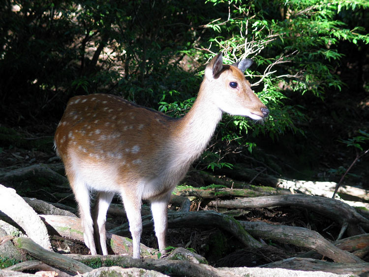 photo "Yakushika" tags: nature, wild animals