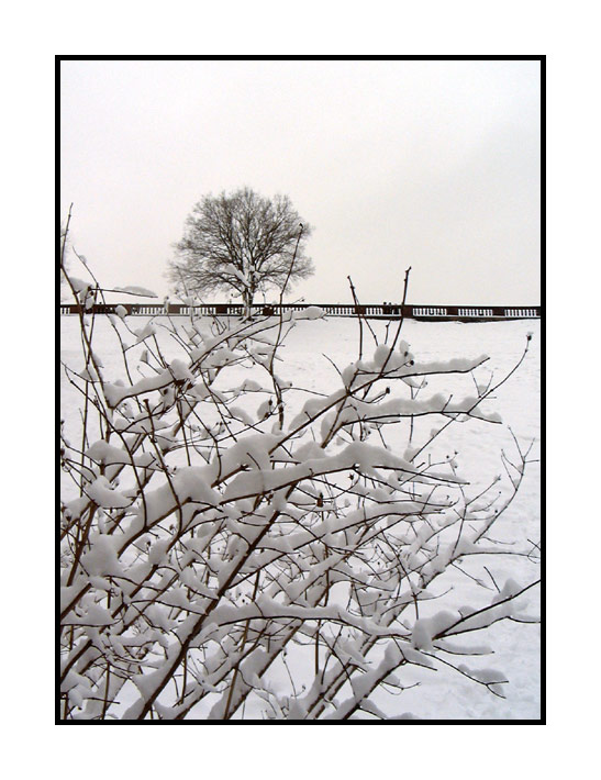 фото "КУХТА-косматый иней на деревьях(В. Даль)" метки: пейзаж, зима, лес