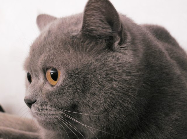 фото "kiti-cat" метки: природа, домашние животные