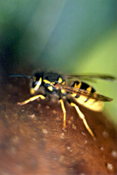 photo "Wasp" tags: macro and close-up, nature, insect