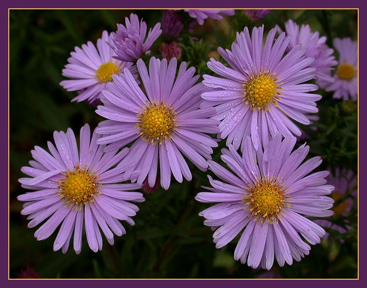 photo "Purple wild Chrysanthemums" tags: nature, flowers