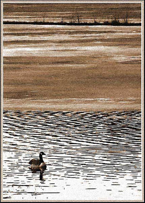 фото "Branta Canadensis" метки: жанр, природа, 