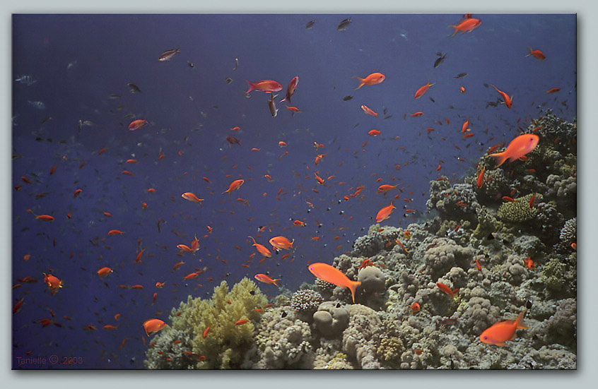 photo "Underwater pictures #5" tags: underwater, travel, Africa