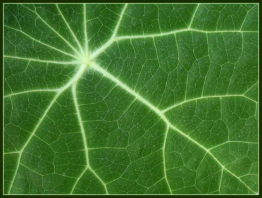 photo ""Green Traffic Map" -- veins of a leaf" tags: macro and close-up, nature, flowers