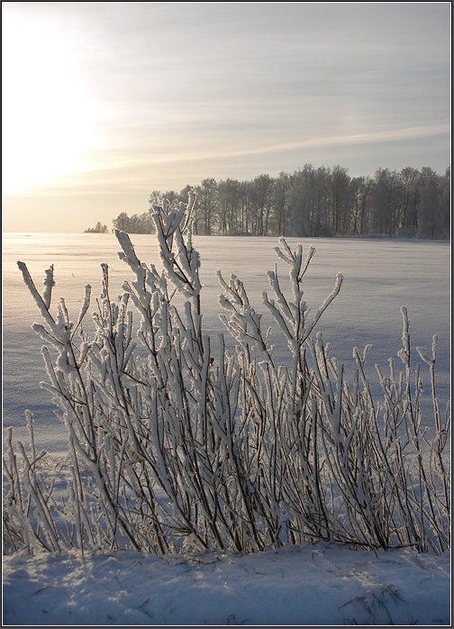 photo "Thirsty for sun" tags: landscape, winter