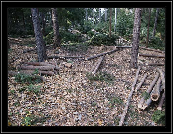 photo "The Logs" tags: travel, landscape, Europe, forest