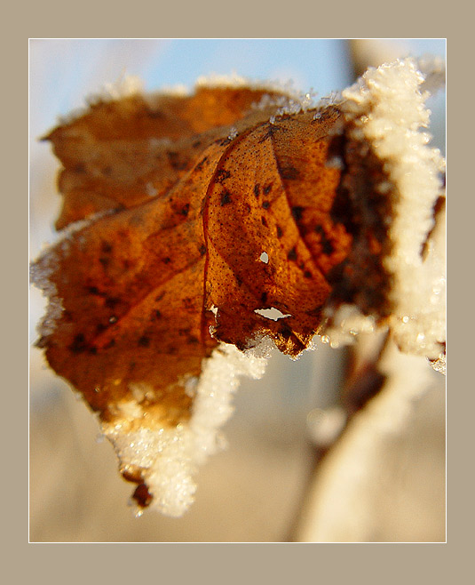 photo "Metamorphosises of inter-season period" tags: nature, montage, flowers