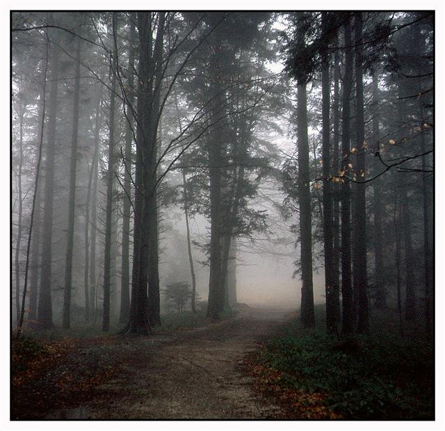 photo "Road to fog" tags: nature, landscape, forest