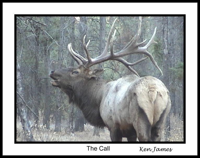 photo "Bull Elk Calling" tags: misc., travel, North America