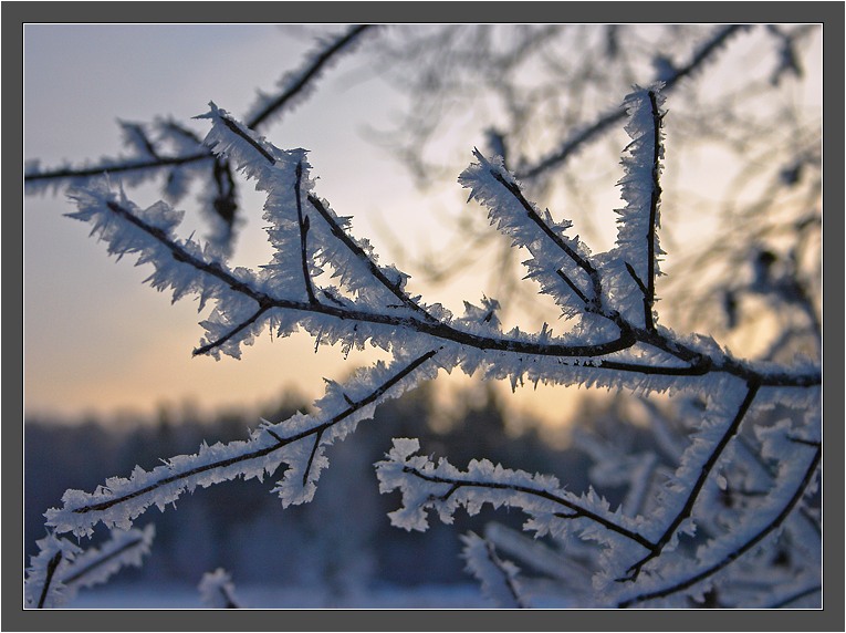 photo "Evening pattern" tags: landscape, winter