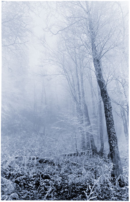 photo "Cold" tags: black&white, landscape, forest