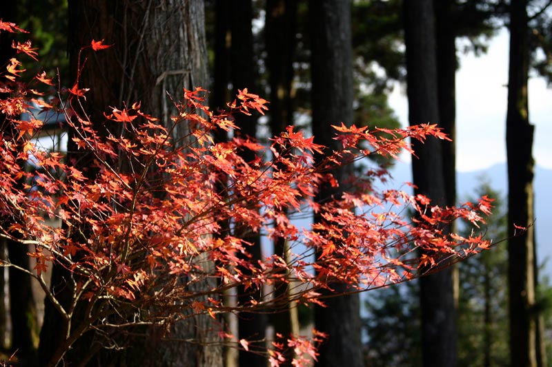 photo "Forest in the Fall" tags: landscape, autumn, forest