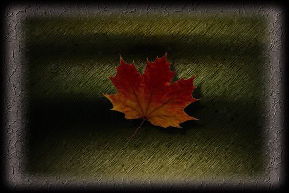 photo "Still life" tags: still life, 