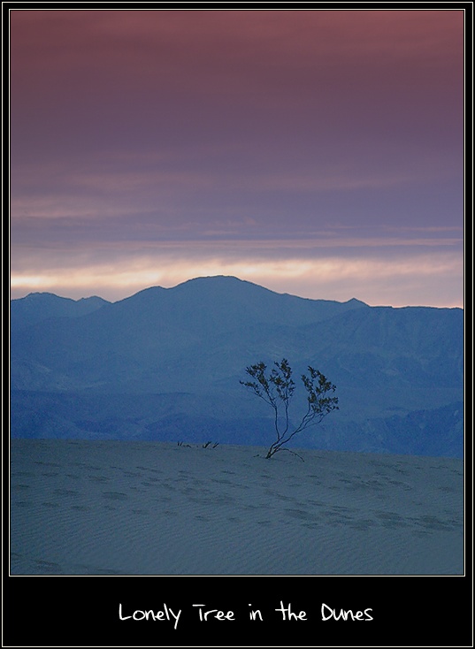 photo "Lonely Tree in the Dunes" tags: landscape, mountains, night