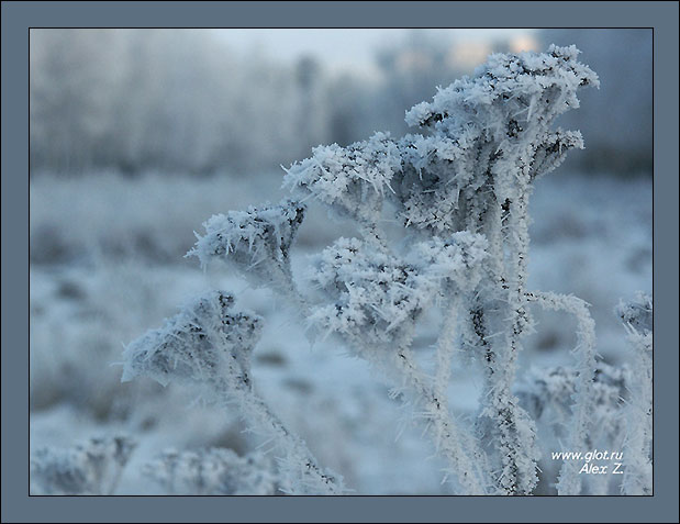 photo "Winter" tags: landscape, macro and close-up, winter