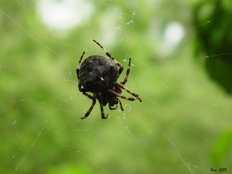 photo "Waiting For a Victim" tags: nature, insect