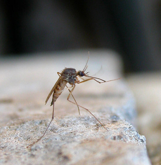 photo "Dancing mosquito" tags: misc., 