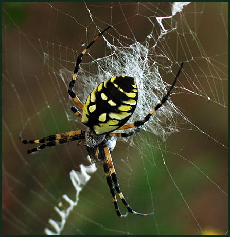 photo "Waiting for Supper" tags: macro and close-up, nature, insect