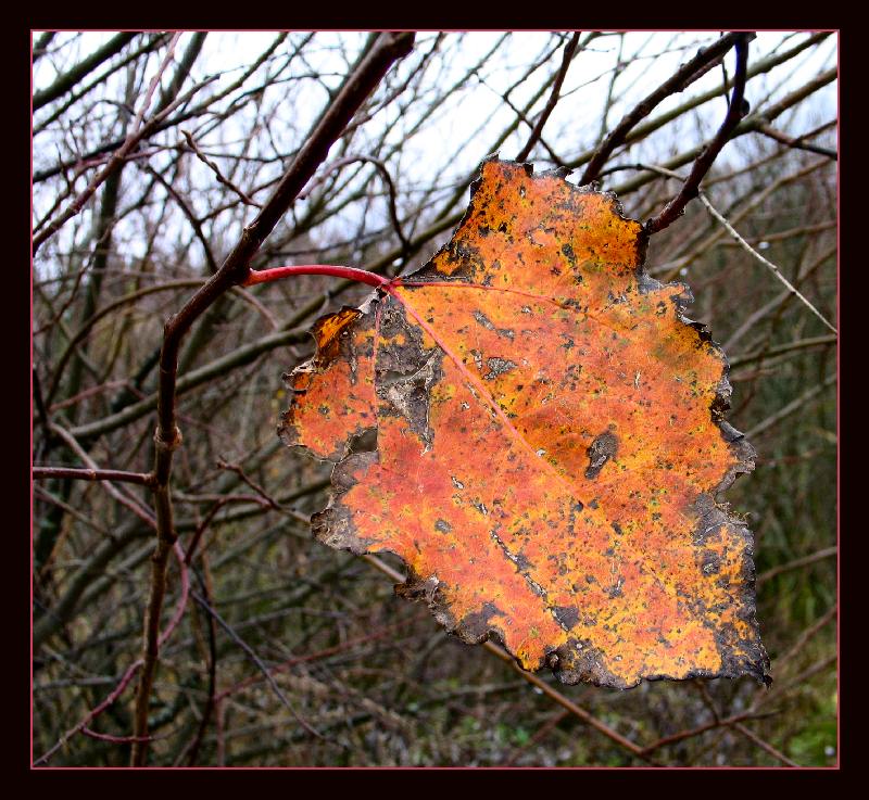 photo "Autumn`s shagreen leather." tags: genre, 