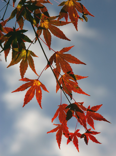 photo "Fall Leaves" tags: nature, flowers