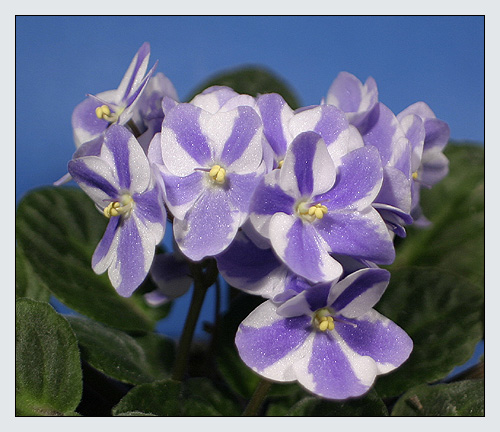 photo "Violet" tags: nature, flowers