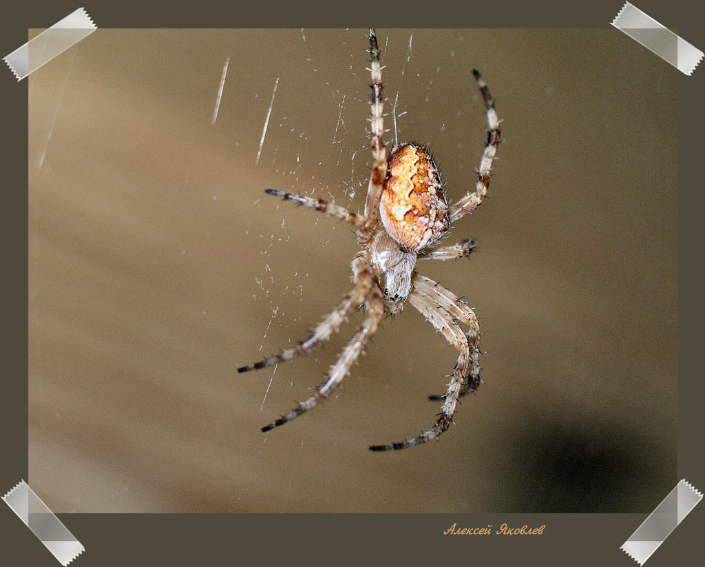 photo "Spider" tags: nature, macro and close-up, insect