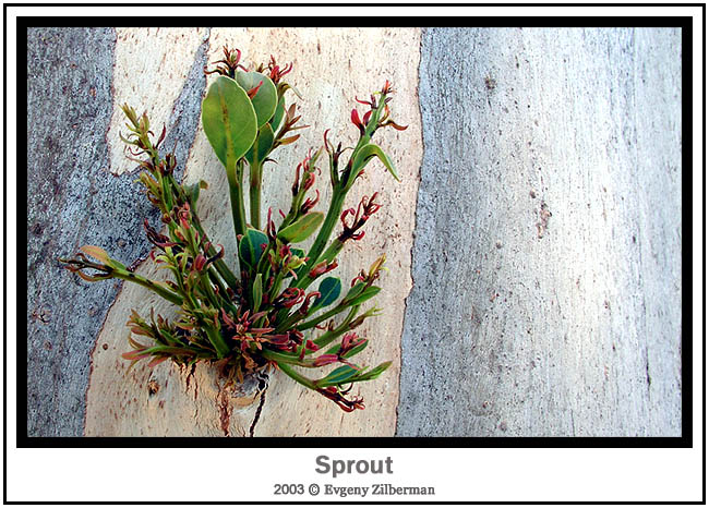photo "Sprout" tags: macro and close-up, nature, flowers
