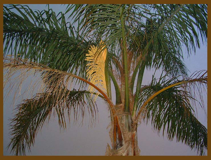 фото "Цветок пальмы." метки: природа, цветы