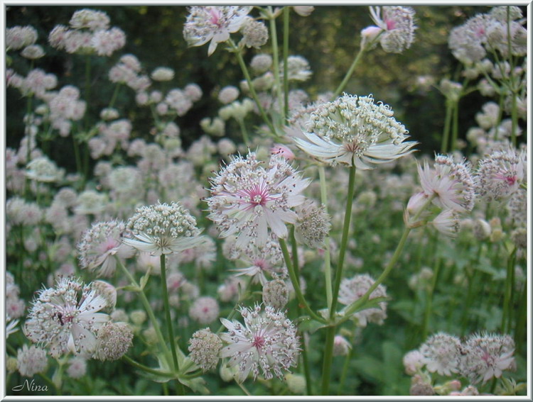 photo "Joy of Life" tags: nature, landscape, flowers, summer