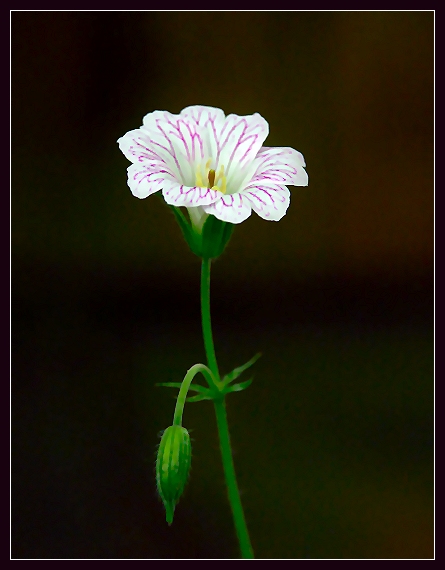 фото "delicato" метки: природа, цветы