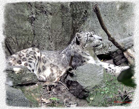 photo "Snow Leopard" tags: nature, wild animals