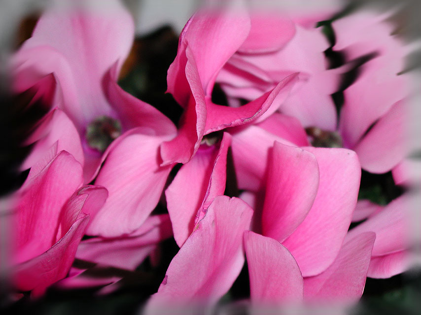 photo "FLAMINGO" tags: nature, flowers