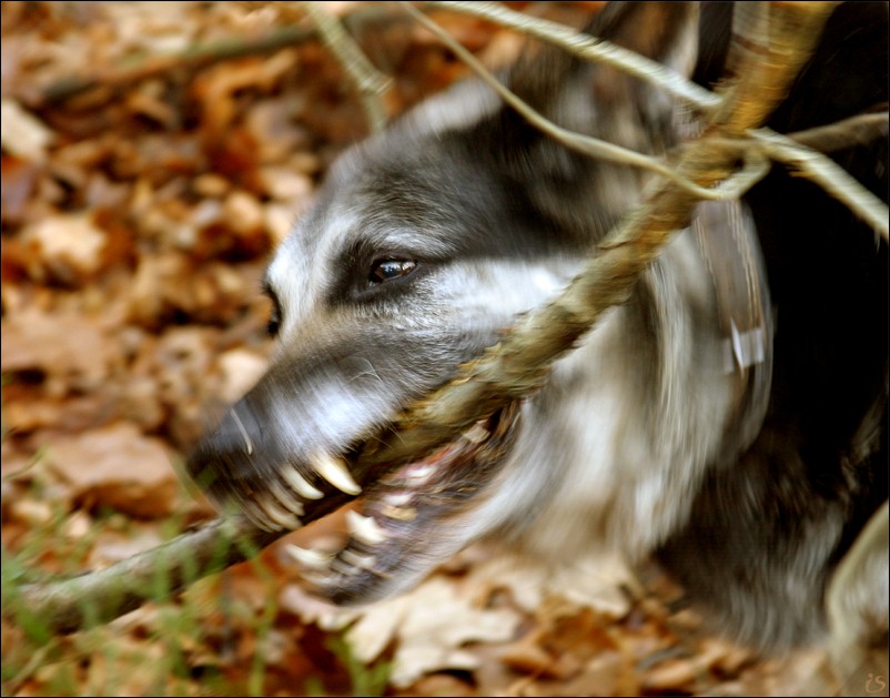 photo "Sharp-toothed etude." tags: nature, pets/farm animals