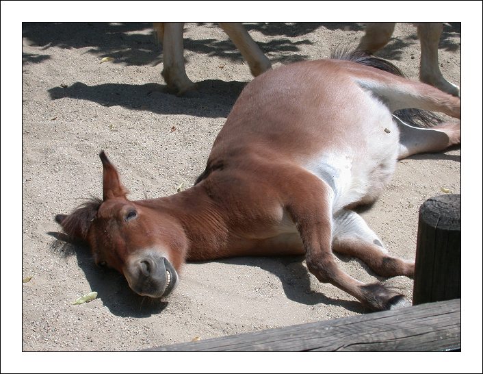 photo "Donkey Hot" tags: nature, landscape, pets/farm animals, summer