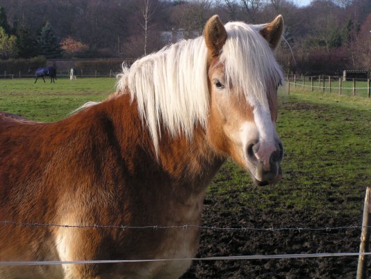 photo "a very nice horse" tags: nature, pets/farm animals