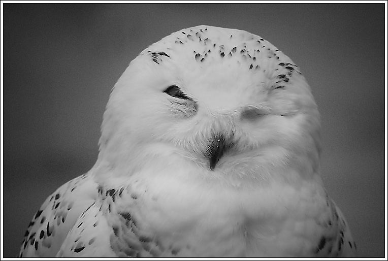 photo "A Portrait Of One-eyed Sage." tags: nature, black&white, wild animals