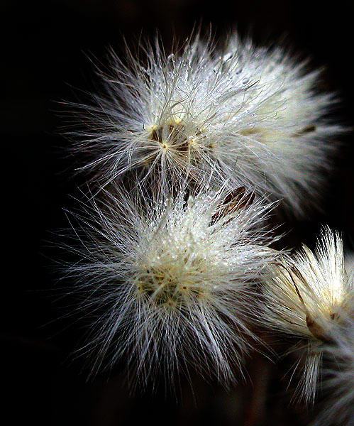 photo "Fluffys" tags: nature, flowers