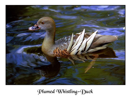 фото "Plumed Whistling Duck" метки: природа, путешествия, Австралия, дикие животные