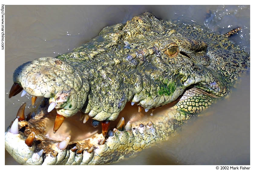 фото "Crocodile, Northern Australia" метки: природа, путешествия, Австралия, дикие животные