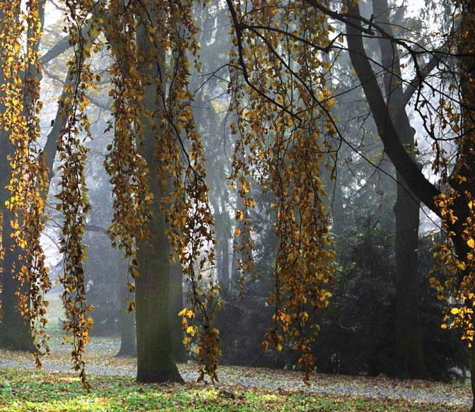 photo "autumn" tags: landscape, forest