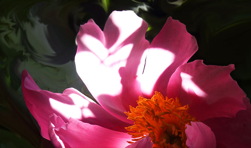 photo "flaring peony" tags: nature, flowers