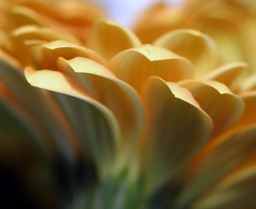 photo "An yelow flower" tags: misc., 