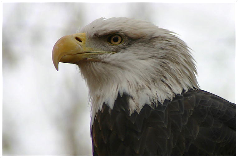 photo "A Proud Bird." tags: nature, wild animals