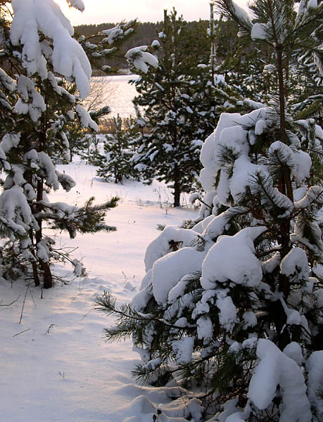 photo "Winter sketch" tags: landscape, winter